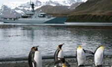 Qué animales hay en las Islas Malvinas