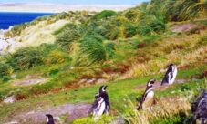 Tipo de vegetación de las Islas Malvinas